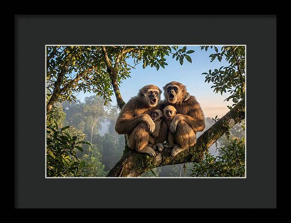 Family Of Gibbons Vocalizing Together