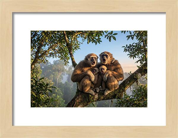 Family Of Gibbons Vocalizing Together