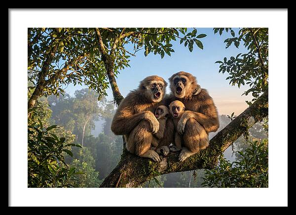 Family Of Gibbons Vocalizing Together