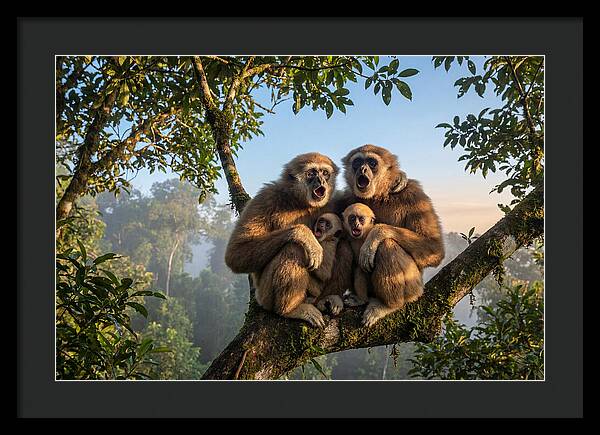 Family Of Gibbons Vocalizing Together