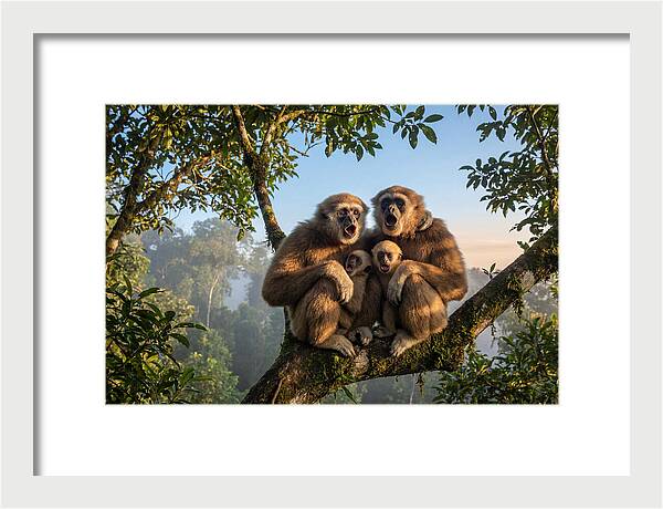 Family Of Gibbons Vocalizing Together