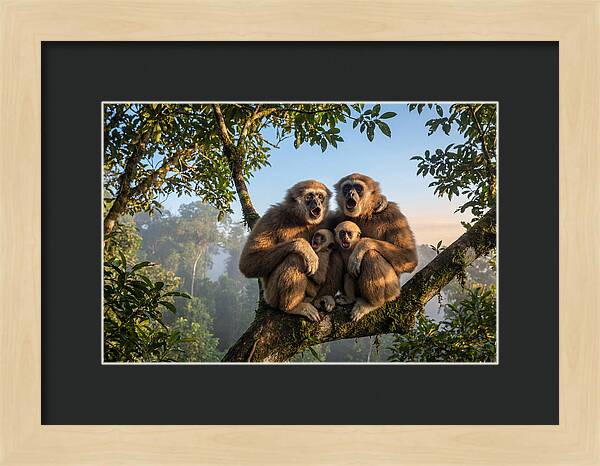 Family Of Gibbons Vocalizing Together