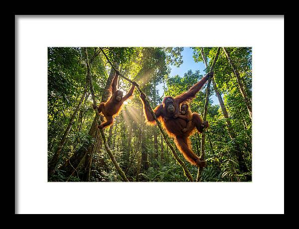 Family Of Orangutans In Canopy