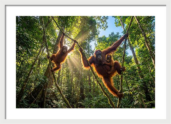 Family Of Orangutans In Canopy
