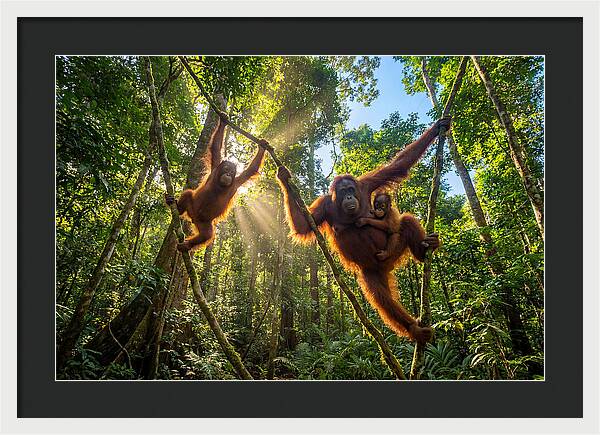 Family Of Orangutans In Canopy