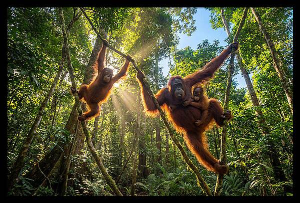 Family Of Orangutans In Canopy
