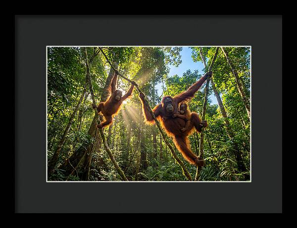 Family Of Orangutans In Canopy
