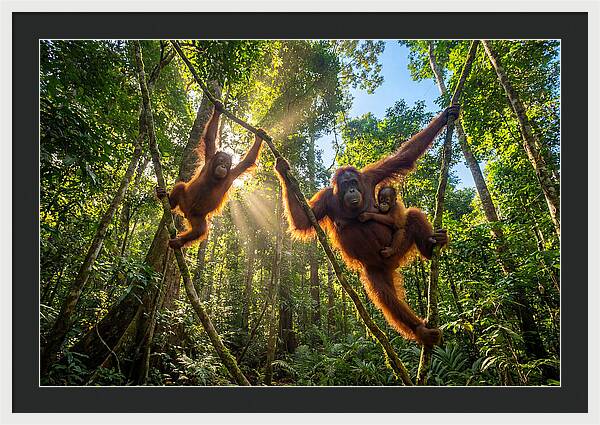Family Of Orangutans In Canopy