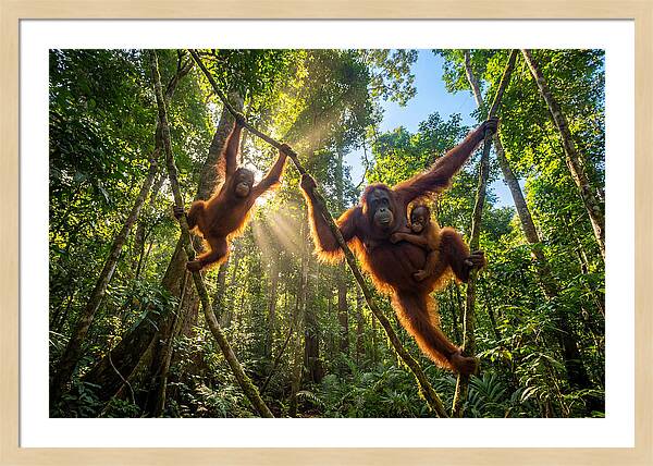 Family Of Orangutans In Canopy