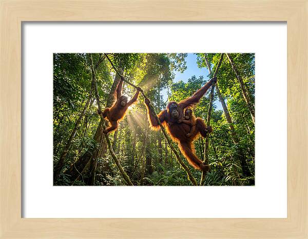 Family Of Orangutans In Canopy