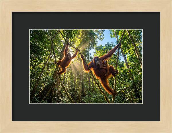 Family Of Orangutans In Canopy