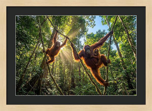 Family Of Orangutans In Canopy