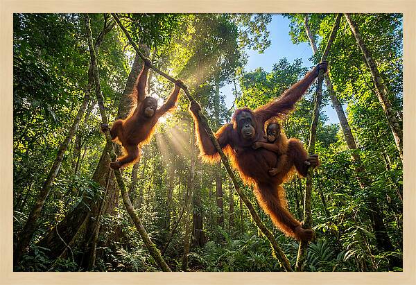 Family Of Orangutans In Canopy