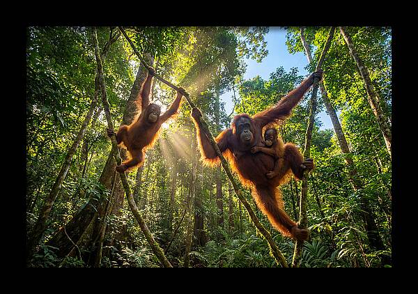 Family Of Orangutans In Canopy