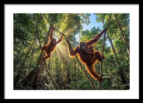 Family Of Orangutans In Canopy