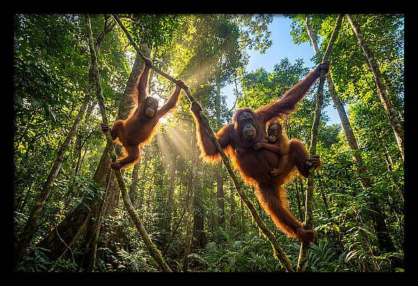 Family Of Orangutans In Canopy