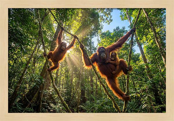 Family Of Orangutans In Canopy