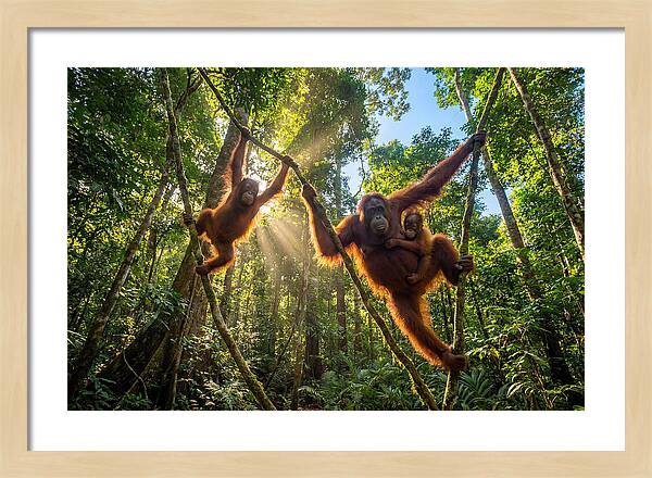 Family Of Orangutans In Canopy
