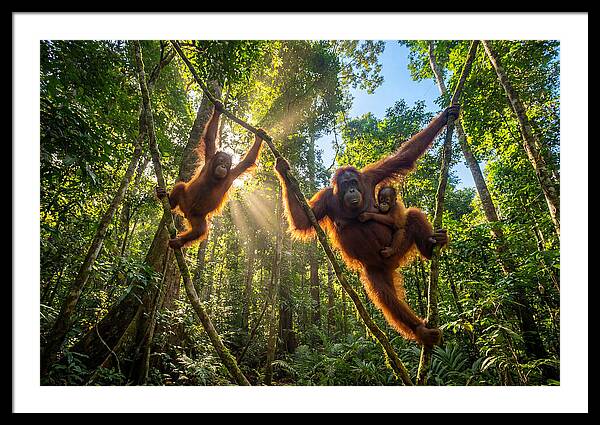 Family Of Orangutans In Canopy