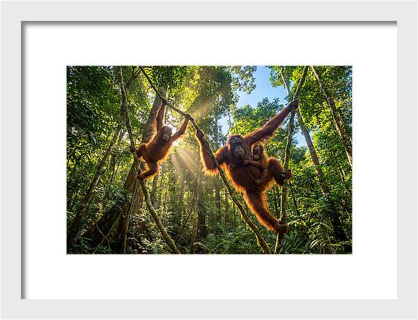 Family Of Orangutans In Canopy