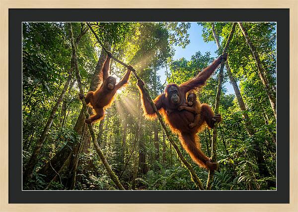 Family Of Orangutans In Canopy