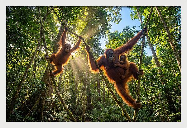 Family Of Orangutans In Canopy