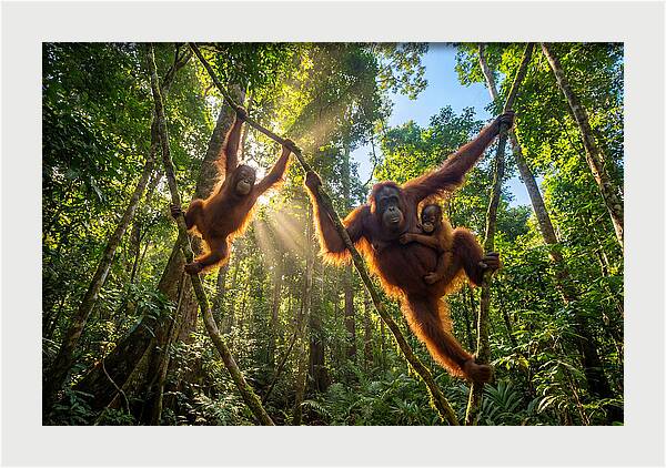 Family Of Orangutans In Canopy