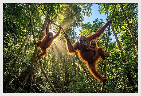 Family Of Orangutans In Canopy
