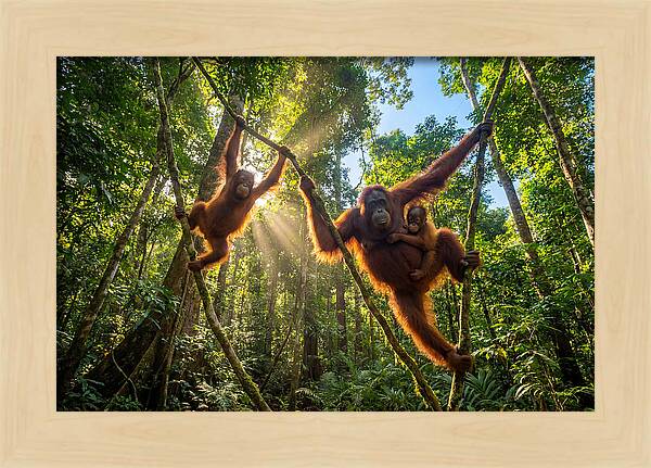 Family Of Orangutans In Canopy