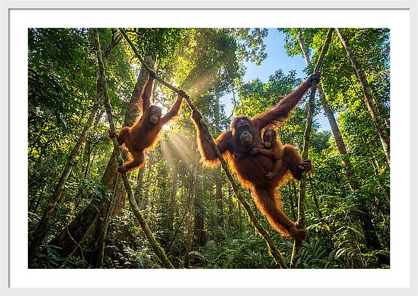 Family Of Orangutans In Canopy