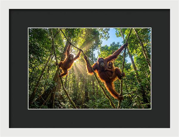 Family Of Orangutans In Canopy