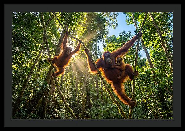 Family Of Orangutans In Canopy