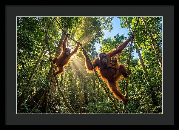 Family Of Orangutans In Canopy