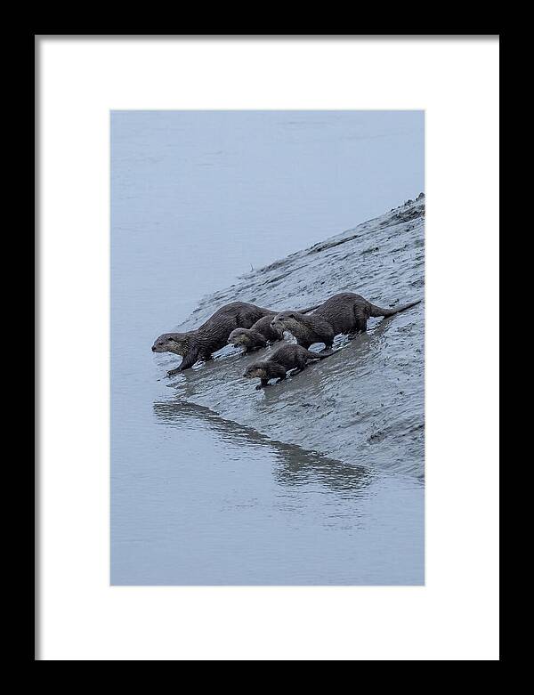 Family Of River Otters Sliding Down
