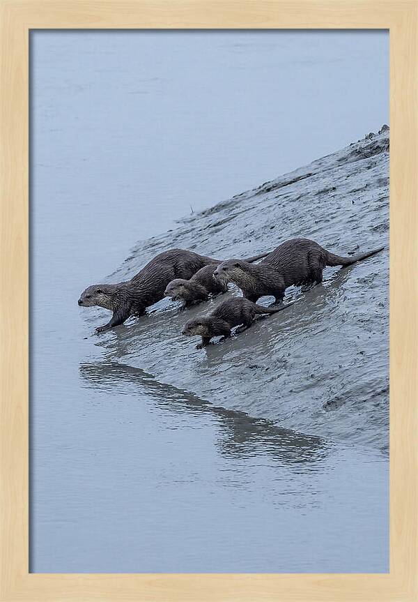 Family Of River Otters Sliding Down