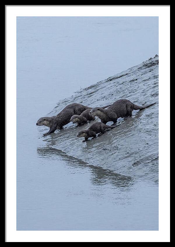Family Of River Otters Sliding Down