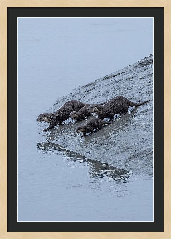 Family Of River Otters Sliding Down