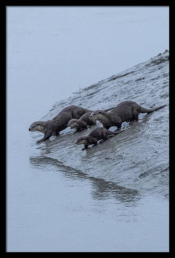 Family Of River Otters Sliding Down