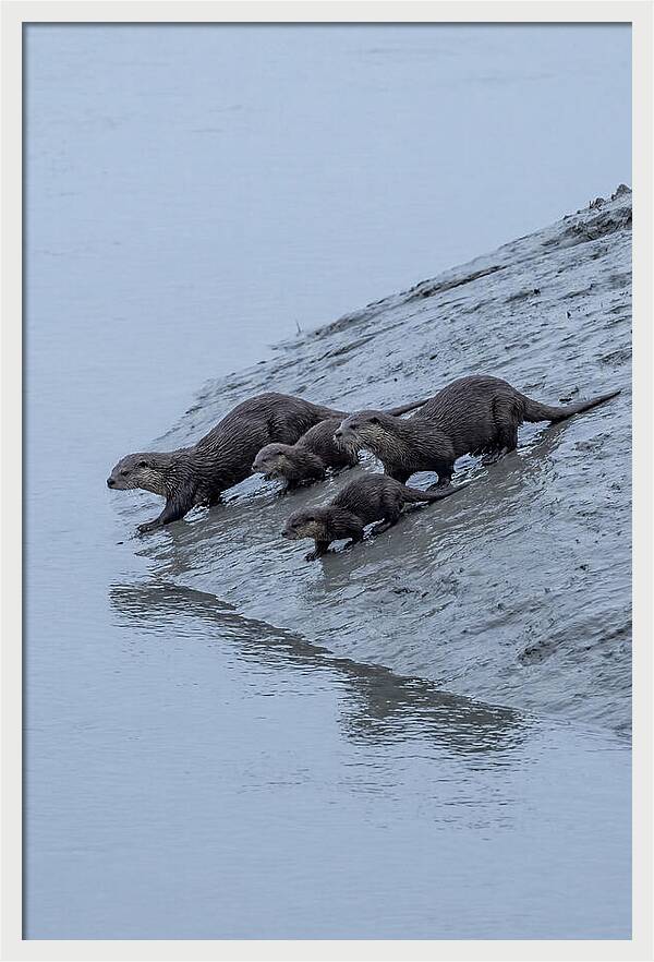 Family Of River Otters Sliding Down
