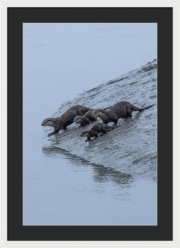 Family Of River Otters Sliding Down