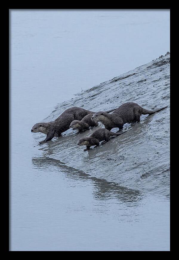 Family Of River Otters Sliding Down