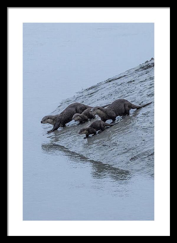 Family Of River Otters Sliding Down