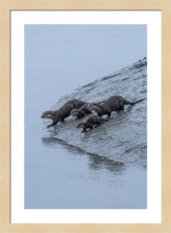 Family Of River Otters Sliding Down