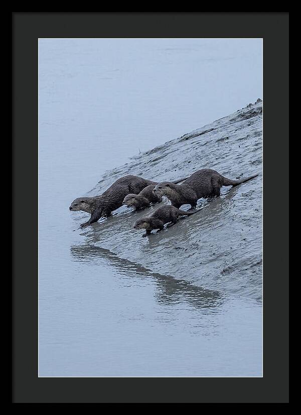 Family Of River Otters Sliding Down