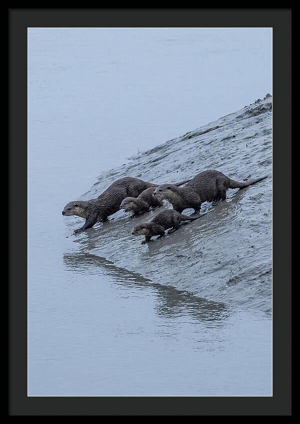 Family Of River Otters Sliding Down