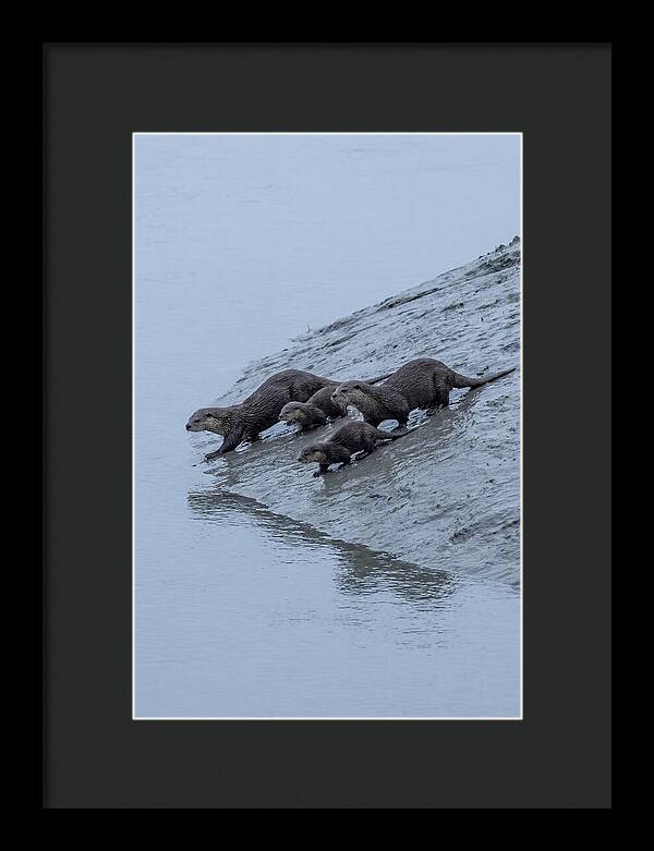 Family Of River Otters Sliding Down
