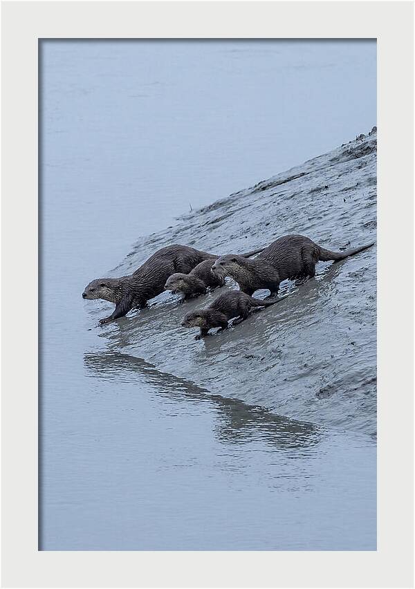 Family Of River Otters Sliding Down