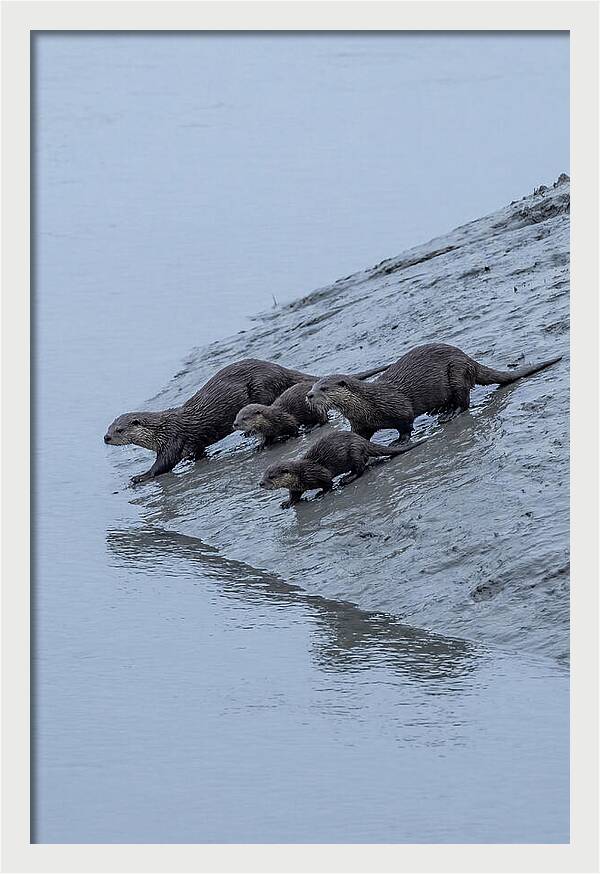Family Of River Otters Sliding Down