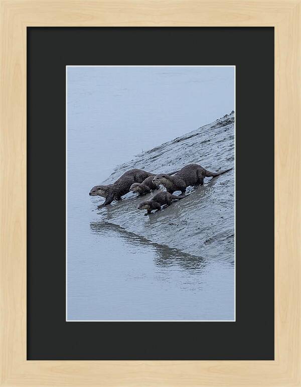 Family Of River Otters Sliding Down