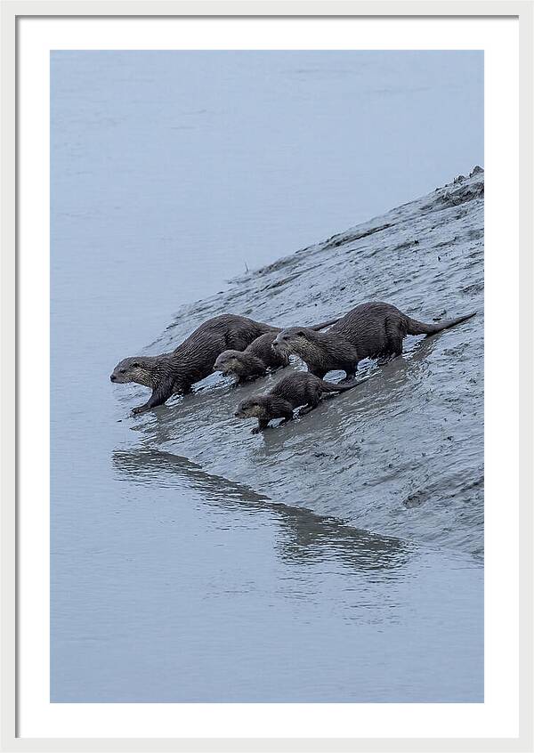 Family Of River Otters Sliding Down